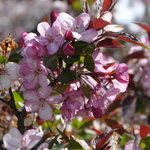 Malus 'Strawberry Parfait' — photo 2