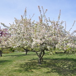 Malus 'Strawberry Parfait' — photo 3
