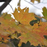Acer saccharum 'Majesty' — photo 3