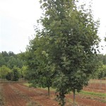 Acer saccharum 'Majesty' — photo 4
