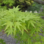 Acer palmatum 'Spring Surprise' — photo 1