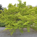 Acer palmatum 'Spring Surprise' — photo 2