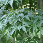 Acer Oliverianum — photo 1