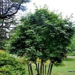 Acer Oliverianum — photo 2