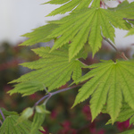 Acer Palmatum 'Vitifolium' — photo 1