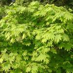 Acer Palmatum 'Vitifolium' — photo 2