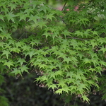 Acer Palmatum  'Aureo-variegatum' — photo 2