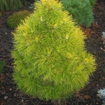 Pinus Nigra Moseri — photo 1