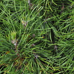 Pinus Nigra Moseri — photo 2