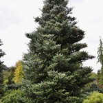 Abies Koreana 'Horstmanns Silberlocke' — photo 1