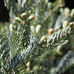 Abies Koreana 'Horstmanns Silberlocke' — photo 2