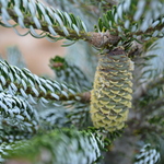Abies Koreana 'Horstmanns Silberlocke' — photo 3