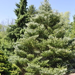 Abies Koreana 'Horstmanns Silberlocke' — photo 4