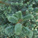 Abies Fraseri 'Blue Bonnet' — photo 1