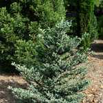 Abies Fraseri 'Blue Bonnet' — photo 2