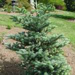 Abies Koreana 'Blaue Zwo' — photo 1