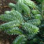Abies Koreana 'Blaue Zwo' — photo 2