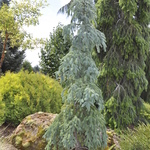 Abies Procera 'Lagraciosa' — photo 1