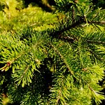 Abies Sibirica — photo 1