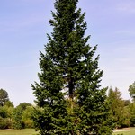 Abies Sibirica — photo 2