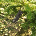 Abies Sibirica — photo 3