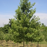 Acer x Freemanii 'Autumn Fantasy' — photo 2