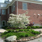 Malus Madonna — photo 2