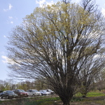 Acer Saccharum 'Globosa' — photo 2