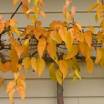 Malus 'Molazam'(MOLTEN LAVA) — photo 3