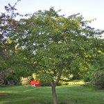 Malus 'Molazam'(MOLTEN LAVA) — photo 4