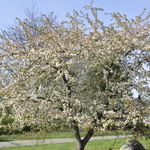 Malus 'Molazam'(MOLTEN LAVA) — photo 5