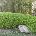 Buxus Sinica Var Insularis Wintergreen — photo 1