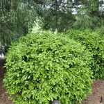 Buxus Sinica Var Insularis Wintergreen — photo 2