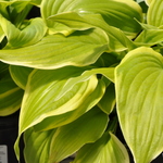 Hosta 'Fragrant Bouquet' — photo 1