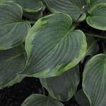 Hosta 'Deja Blue' — photo 1
