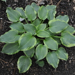 Hosta 'Deja Blue' — photo 2