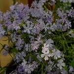 Phlox Divaricata 'London Grove Blue' — photo 2