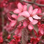 Malus Royal Raindrops — photo 1