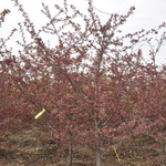 Malus Royal Raindrops — photo 2