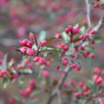 Malus Royal Raindrops — photo 3