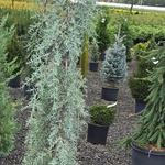 Cupressus glabra Raywoods Weeping — photo 1