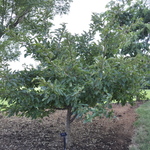 Malus sargentii — photo 2