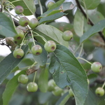 Malus sargentii — photo 3