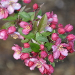 Malus sargentii Candy Mint — photo 1