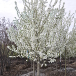 Malus 'Spring Snow' — photo 4