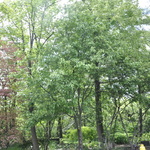 Malus 'Spring Snow' — photo 5