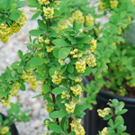 Berberis Thunbergii Emerald Carousel — photo 2