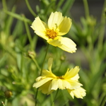 Coreopsis Big Bang Galaxy — photo 1