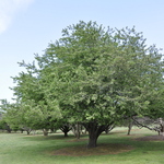 Malus zumi — photo 4
