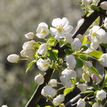 Malus zumi — photo 5